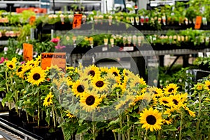 Potted sunflowers, nursery plants and seedlings on display at gardening warehouse shop store