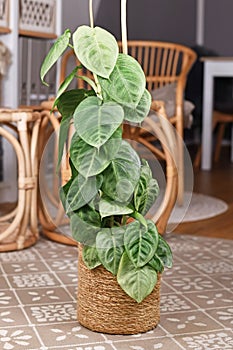 Potted `Syngonium Macrophyllum Frosted Heart` houseplant  climbing on pole in living room photo