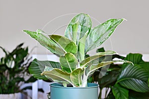 Potted tropical \'Aglaonema Royal Diamond\' houseplant