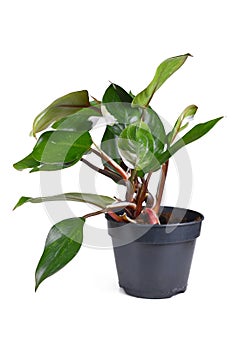 Potted tropical \'Philodendron White Knight\' houseplant