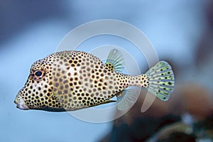 Potted trunkfish ,Lactophrys bicaudalis