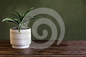 Potted White Jewel Dracaena Deremensis against a Green Background