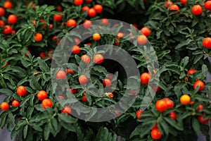 Potted  Winter cherry plant or Jerusalem cherry Solanum Pseudocapsicum, ornamental plant for Christmas. Solanum pseudocapsicum b