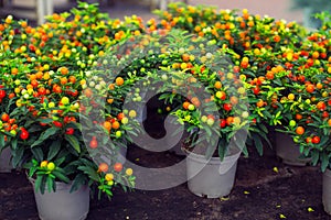 Potted Winter cherry plants or Jerusalem cherry Solanum Pseudocapsicum , ornamental plant for Christmas at a garden centre.