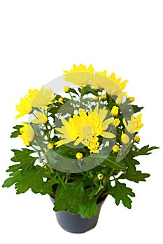 Potted yellow chrysanthemums, isolated