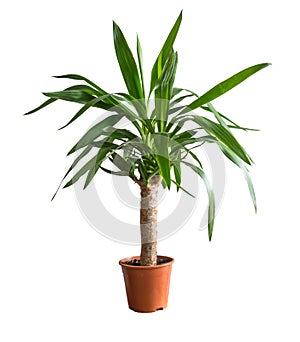 Potted yucca isolated on white background photo