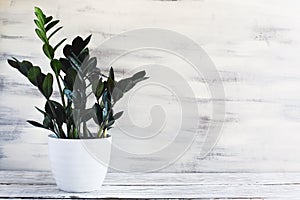 Potted ZZ Zamioculcas Dowon Plant on White Table