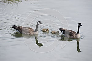 Potter Marsh Wildlife Refuge Anchorage Alaska