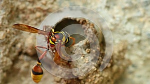 Potter Wasp Building Mud Nest Close Up Detail HD