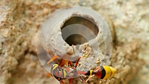 Potter Wasp Building Mud Nest Close Up Detail HD