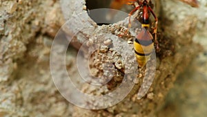 Potter Wasp Building It`s Nest Close Up Detail HD