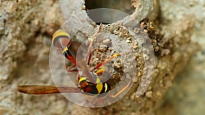 Potter Wasp Building It`s Nest Close Up Detail HD