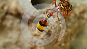 Potter Wasp Building It`s Nest Close Up Detail HD