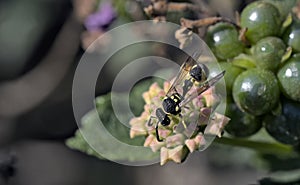 Potter wasp, Crete