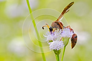 Potter Wasp - Eumenes latreilli