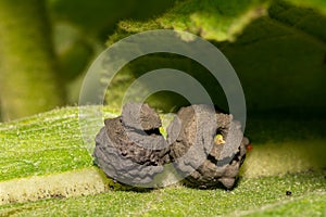 Potter Wasp Nests