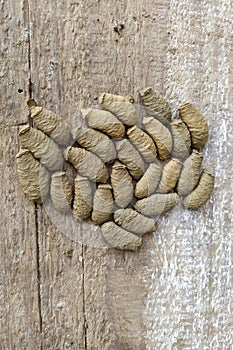 Potter wasp (sceliphron spirifex) nests on old wooden plank