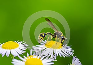 Potter wasp on a white aster flower blossom