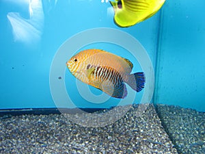 Potters Angelfish Centropyge potteri