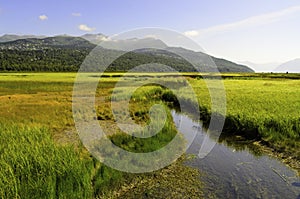 Potters marsh in Alaska