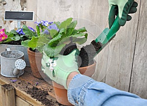 Potting flowers