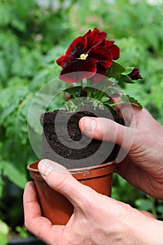 Potting pansy seedling