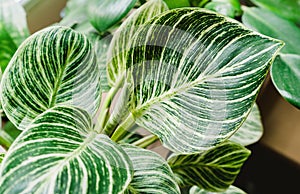 Potting plants at home. Indoor garden, house plants. Philodendron white measure birkin close up. Gardening tools on the table.