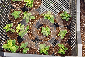 potting soil in large pots