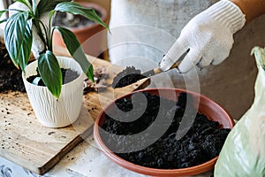 Potting soil. Soil to repot indoor plants. Spring Houseplant Care, repotting houseplants. Woman is transplanting plant