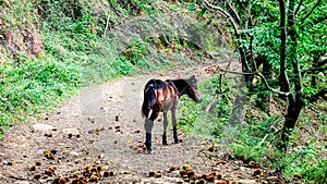 Pottok, a typical pony from the Basque Country living freely in the mountains