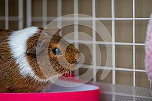 A potty trained guinea pig sitting litter pan in a corner tray.