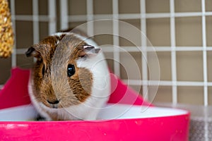 A potty trained guinea pig sitting litter pan in a corner tray.