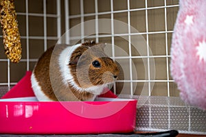 A potty trained guinea pig sitting litter pan in a corner tray.