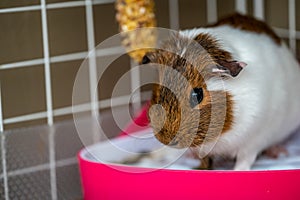 A potty trained guinea pig sitting litter pan in a corner tray.