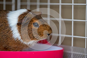 A potty trained guinea pig sitting litter pan in a corner tray.