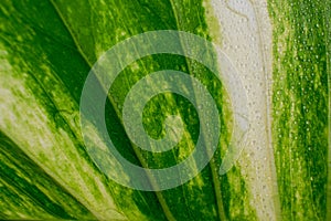 Potus (Epipremnum aureum) leaf colored details.