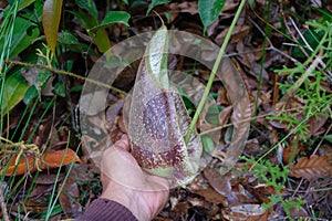 A pouch of nepenthes held in one hand in Borneo's pristine forest
