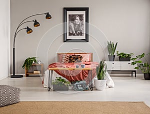 Pouf on carpet and plants in front of red bed in grey bedroom interior with poster and lamp