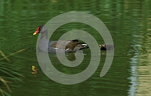 POULE D`EAU gallinula chloropus