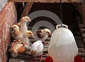 Poult; springer; biddy; chick; chickabiddy