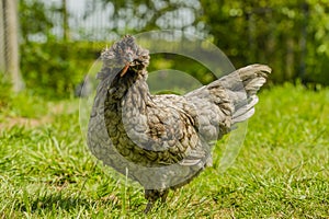 Poultry - Backyard chickens