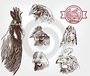 Poultry breeding