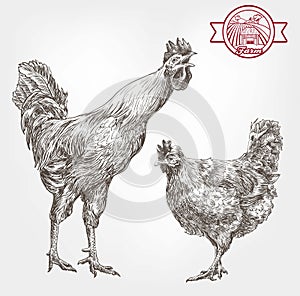 Poultry breeding sketches