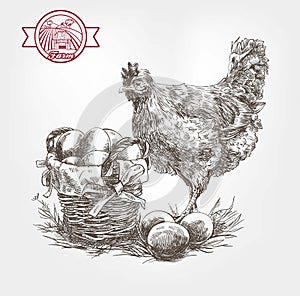 Poultry breeding sketches