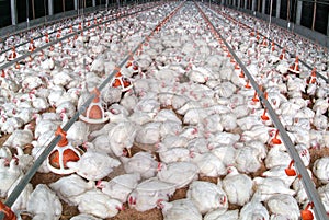 Poultry broiler in housing farm business