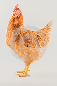 Poultry - Brown layer hen