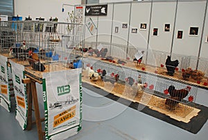Poultry Cages at Pollice Verde