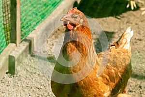 Poultry chicken breed Brown Nick brown color in a closed outdoor aviary.