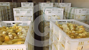 Poultry and chicken breeding. Little chickens in containers for transportation. Industrial breeding and transportation
