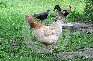 Poultry photo